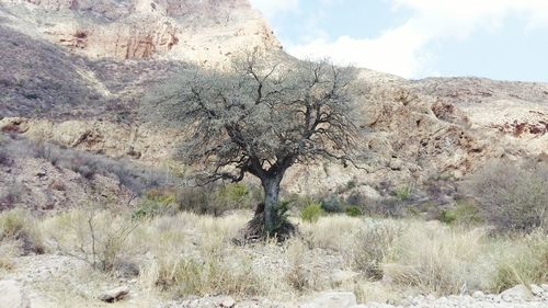 Trees growing on landscape against sky