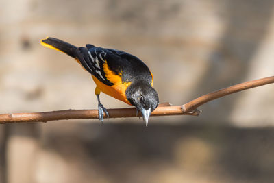 Close-up of bird perching on branch