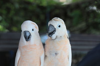 The white cockatoo or umbrella cackatoo