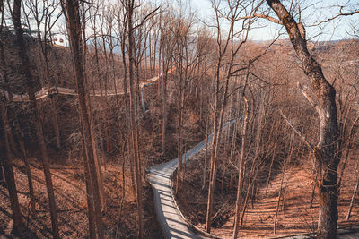 Trees in forest