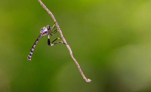 Close-up of insect on plant