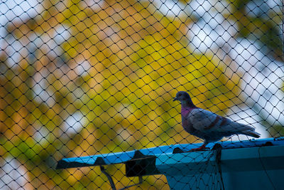 Bird on the roof