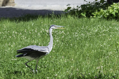 View of a bird on grass