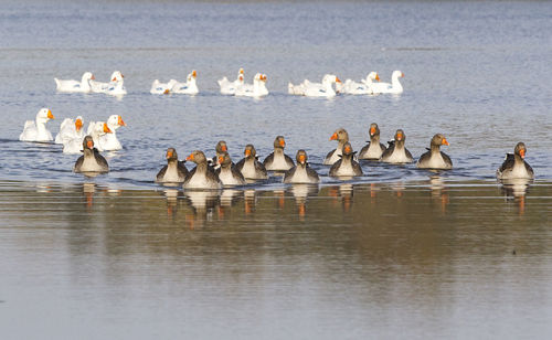 Ducks swimming in lake