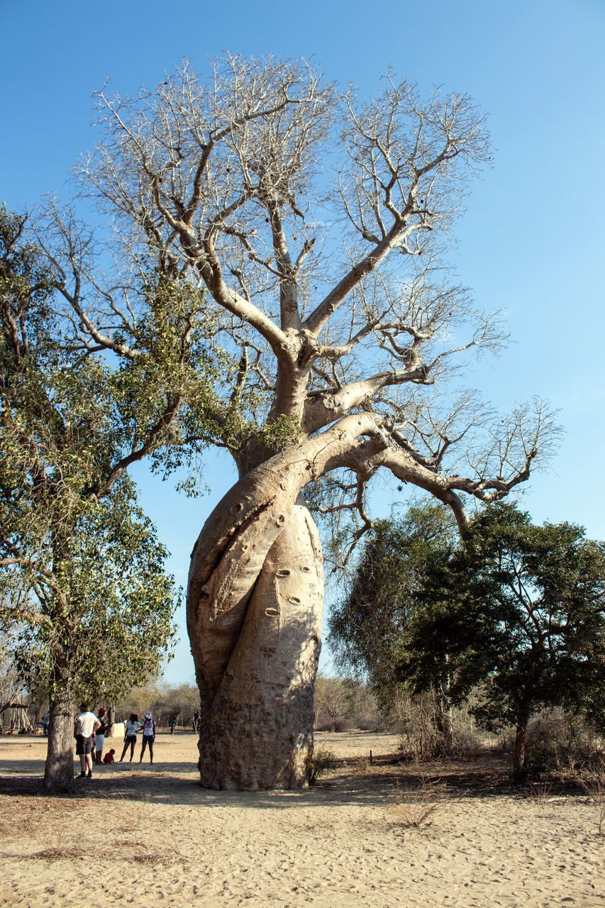 tree, plant, nature, sky, day, sunlight, clear sky, land, outdoors, branch, flower, tree trunk, travel destinations, no people, trunk, sunny, travel, beauty in nature, sculpture, shadow, landscape, tranquility, bare tree, tourism, environment, growth, scenics - nature