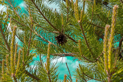 Low angle view of coconut palm tree against blue sky