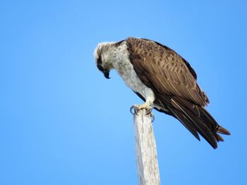 Low angle view of eagle perching against clear blue sky