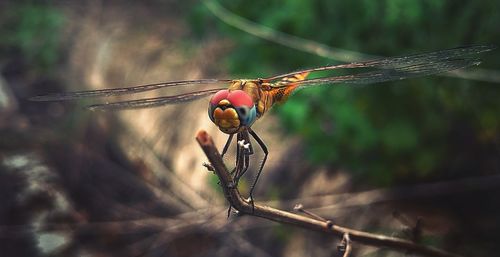 Close-up of dragonfly on plant