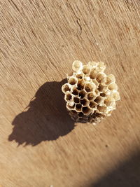 High angle view of eggs on table