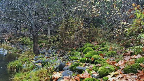 Plants growing on field