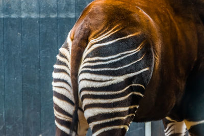 Close-up of horse in zoo