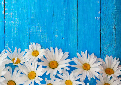 High angle view of white daisies on blue wooden pier