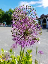 Close-up of fresh purple flowers blooming against sky