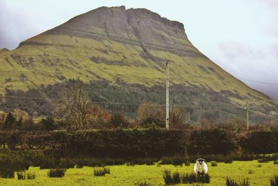 The sheep stare