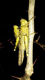 Close-up of insect on leaf at night