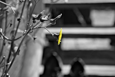 Close-up of grasshopper on plant