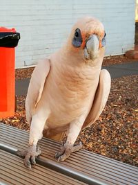 Close-up of bird perching