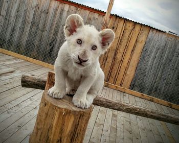 Dog sitting on wooden floor