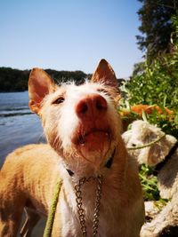 Close-up of dog with mouth open against sky