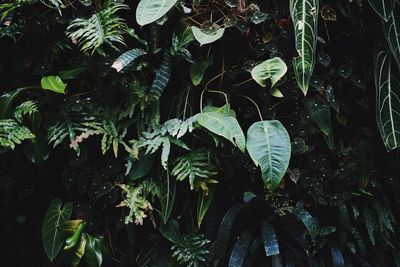 High angle view of leaves on field