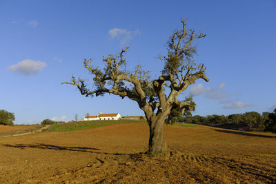 Tree on field against sky