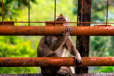 Close-up of monkey on branch at zoo