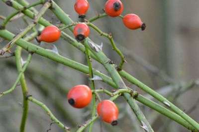 Tomatoes growing on tree