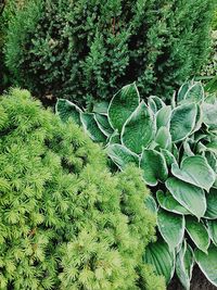 High angle view of plant growing on field