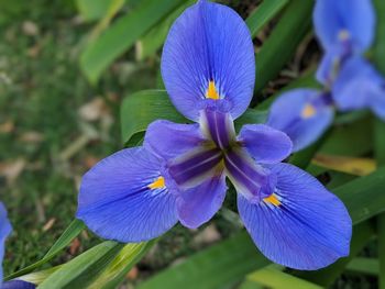 Close-up of purple flowering plant