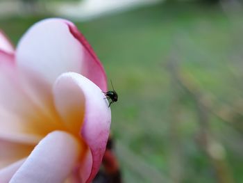 Close-up of insect on pink flower