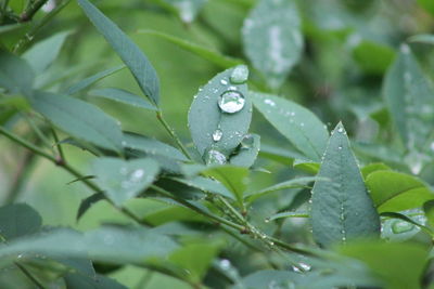 Close-up of wet plant leaves during rainy season