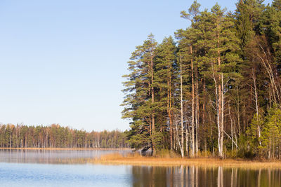 Scenic view of lake in forest against clear sky