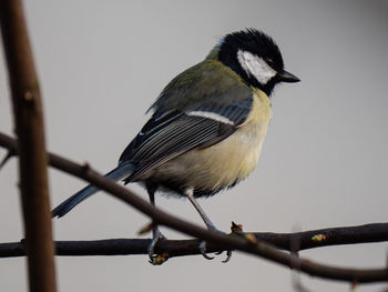 Close-up of bird perching on a branch