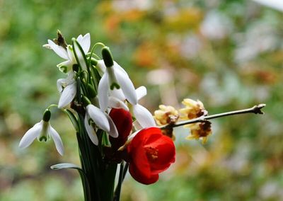 Close-up of white flowers