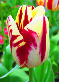 Close-up of flower blooming outdoors