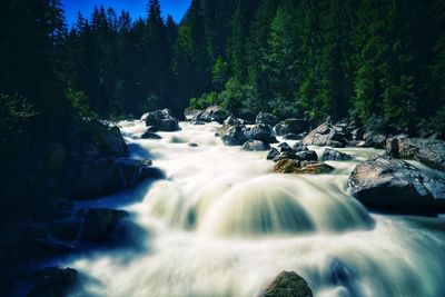 Scenic view of waterfall in forest