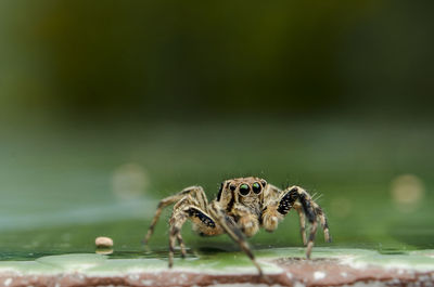 Close-up of spider