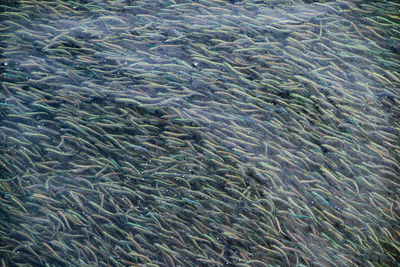 High angle view of fish swimming in water