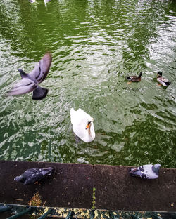 High angle view of ducks swimming in lake