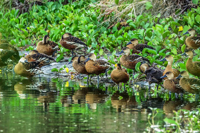 Ducks in a lake