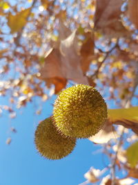 Low angle view of flower tree against sky