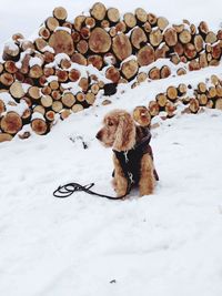 Dog in snow
