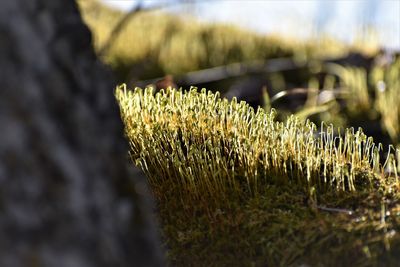 Close-up of crops on field