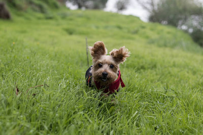 Portrait of dog running on grass