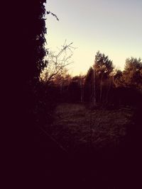 Trees on field against clear sky