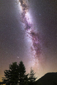 Low angle view of silhouette trees against sky at night