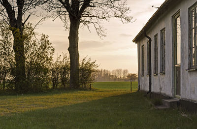 Trees on grassy field