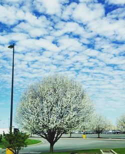 Road passing through bare trees against cloudy sky