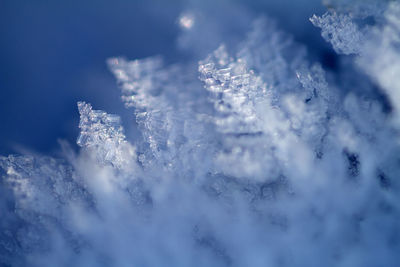 Close-up of frozen flowers against blue sky