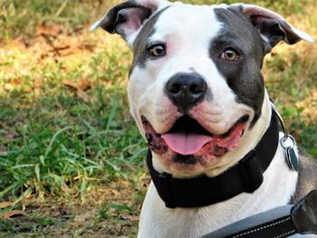 Close-up portrait of dog on field
